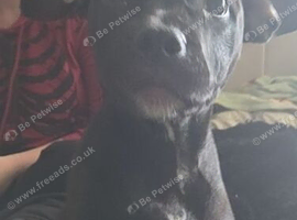 1 female staffy cross freach bull dog