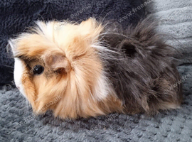 2 Guinea pig girls