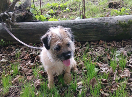 Border terrier bitch 4/5 years old.