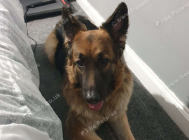 5 year old German Shepard.