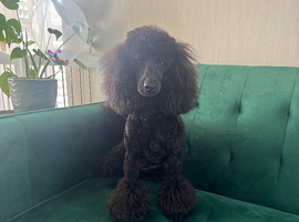Gorgeous Female Miniature Poodle