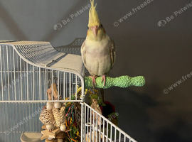 Cockatiel silly tame