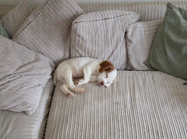 Cocker spaniel