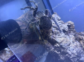 Costa Rican Zebra Tarantula  (Striped knee Tarantula)
