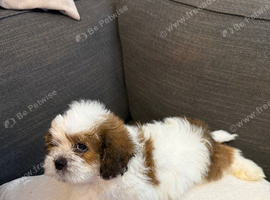 Cavapoo x Shih Tzu puppies