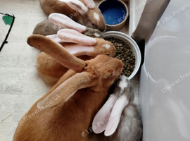 Pure bred baby Giant White Eared Continental Rabbits