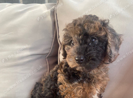 Cockapoo girl puppies ready now