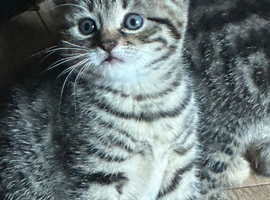 2 female kittens available