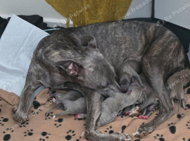 Stunning wiggy puppies