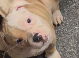 2 female pups ready to go