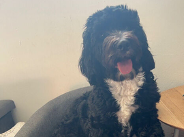 Looking to rehome