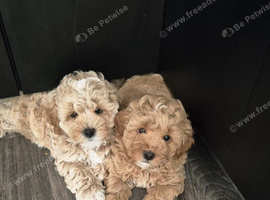 .️ Stunning F1 Maltipoo Puppy &ndash; Ready for His Forever Home