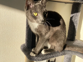 Need a loving home for my 2 1/2 year old Russian blue X girl