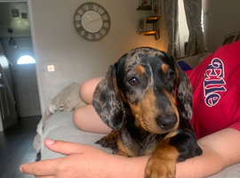 Miniature Dachshund Apollo