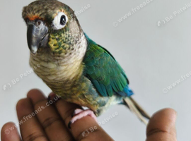 Super Friendly Blue turquoise Conure Parrot