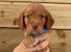Cockapoo