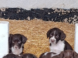English Springer Spaniel Puppies