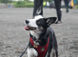 Need to re home border collie no fault of her own