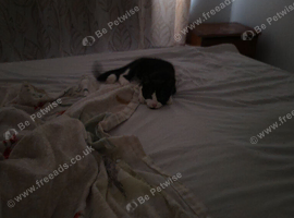 Kitten for sale