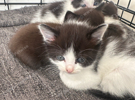 5 kittens