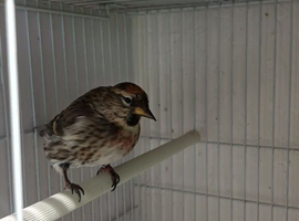 Redpolls.