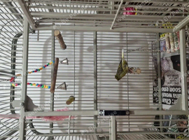 Canary bird with cage