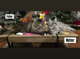 6 Healthy Little Maine Coons