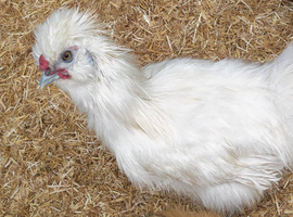 Silkie rooster