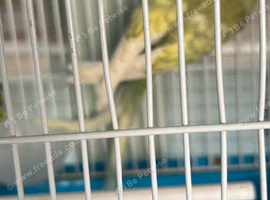 Adult budgie