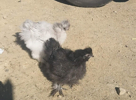 USA bearded silkies pair male/female