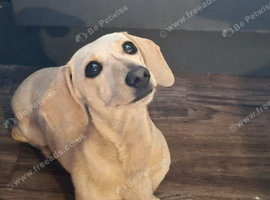 Cream female dachshund