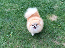 Adult Pom Girl
