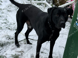 Lab cross malinois