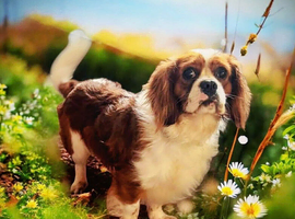 Health tested Cavalier Stud