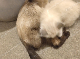 Ragdoll kittens