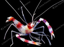 Boxer shrimp