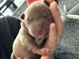 Puppy