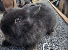 Mixed breed baby rabbits