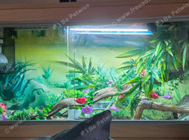 Green tree skink and full set up