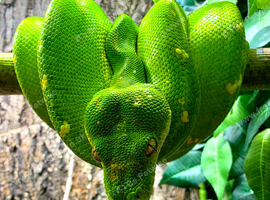 Designer Blue Green Tree Python Male CB24