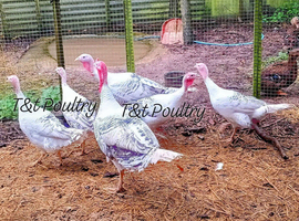 RARE Blue Crollwitzer Turkey Hatching Eggs