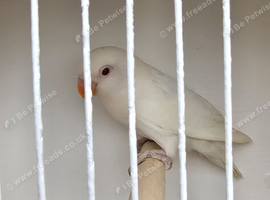 Wanted ALBINO fischer lovebird cock