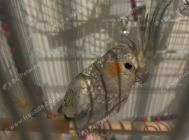 Baby cockatiel and cage