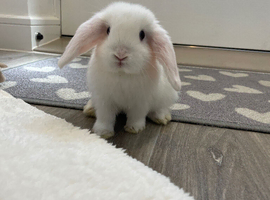 Beautiful Baby Girl Bunny