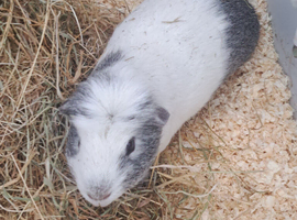 Male guinea pig and cage