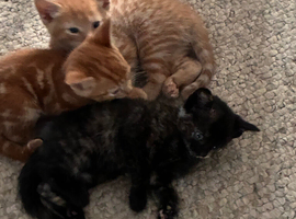 Kittens looking for forever homes