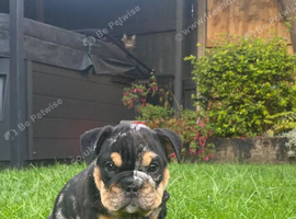 Merle English Bulldog Puppies