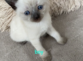 Kittens