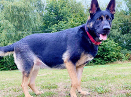 German shepherd female