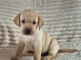 Labrador puppies